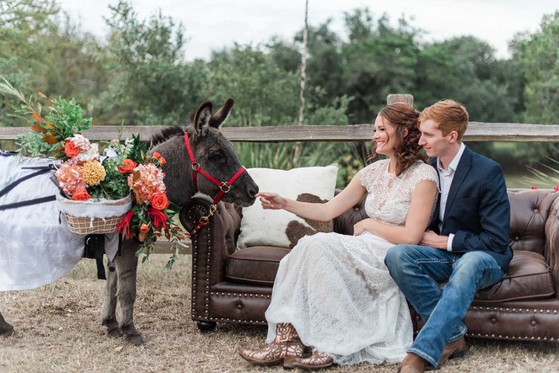 party-donkeys-houston