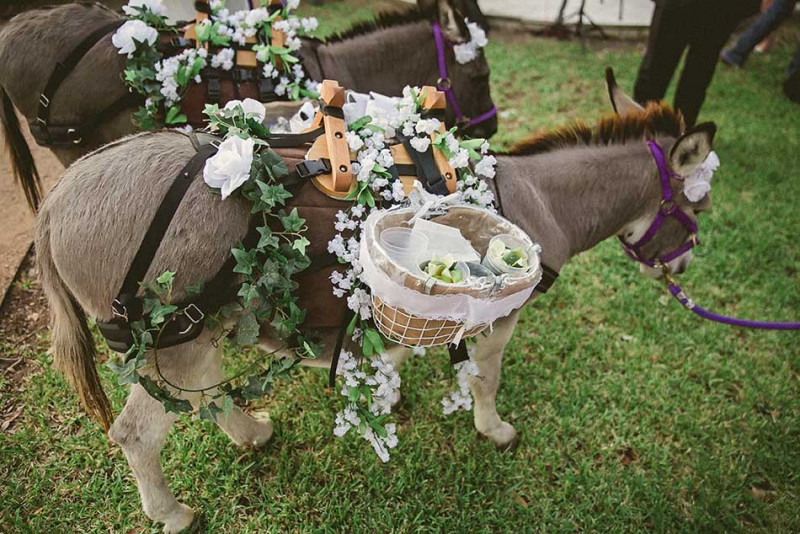 party-donkeys-texas