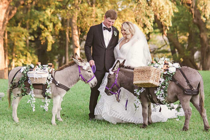 wedding-donkeys-texas-1