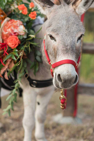 wedding-mini-donkeys
