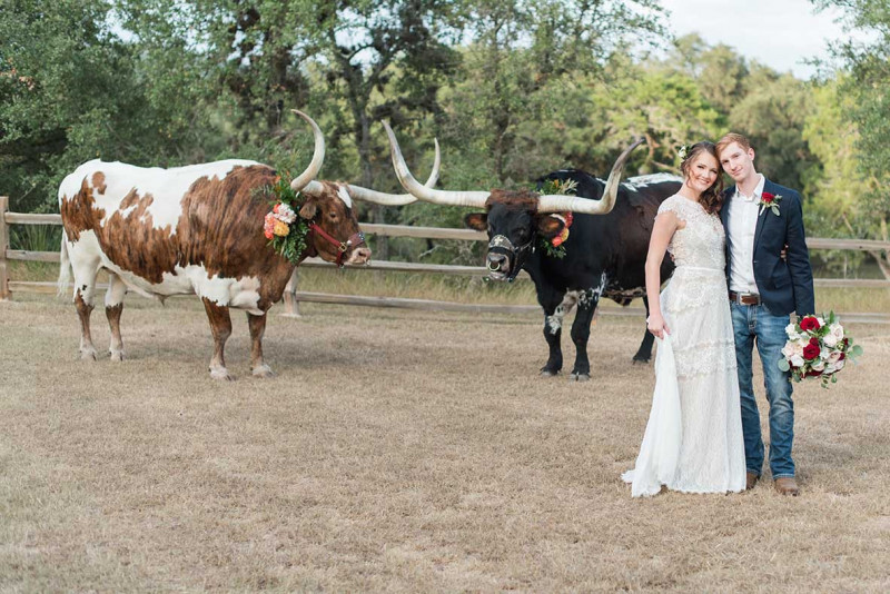 longhorns-for-events