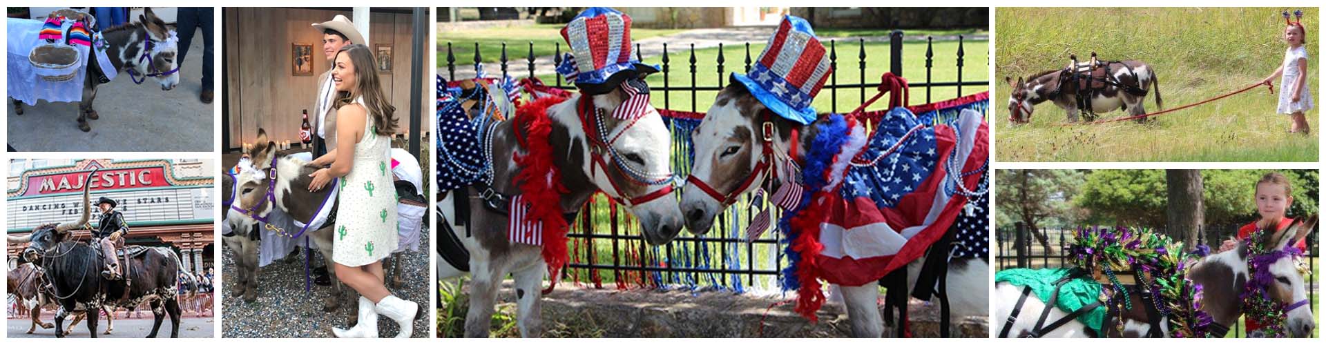 Collage of mini burros and longhorn steer photos at corporate events, weddings, little girls birthday parties and festivals. 