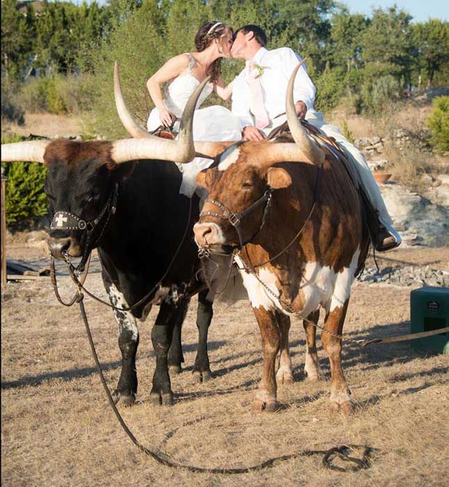 Just married couple sitting on longhorn steer and kissing each other.