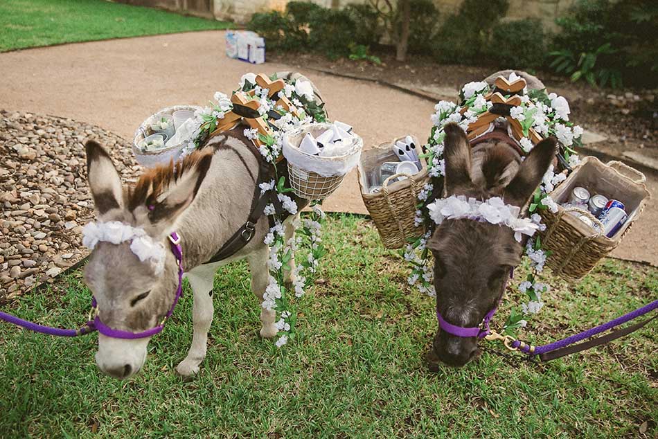 Two tequila donkeys dressed up for a wedding and carrying longneck beer bottles for guests to drink