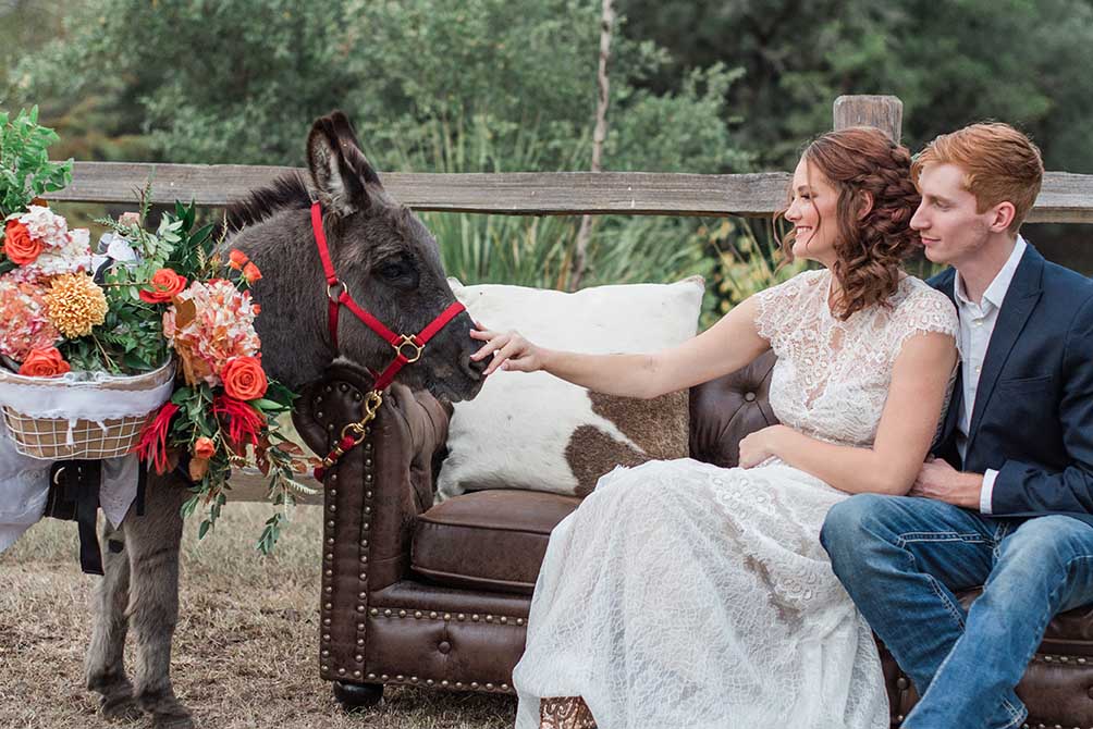 Houston wedding photo of longhorn and bride, rented from crosstranch in texas